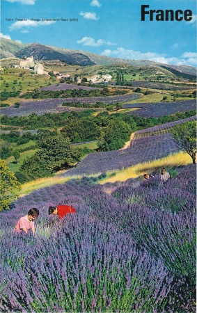 FRANCE - HAUTE-PROVENCE - CHAMPS DE LAVANDE EN FLEURS - affiche originale par Fronval (1962)